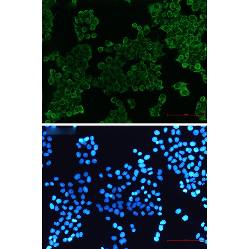 SIRPA Antibody