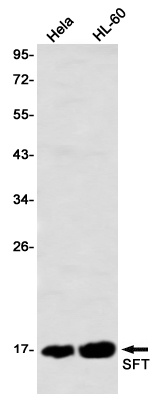 SFT Rabbit Monoclonal Antibody