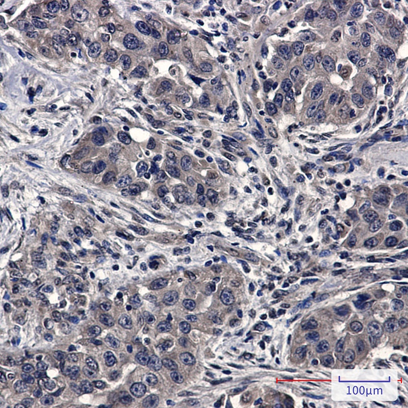 SFT Rabbit Monoclonal Antibody
