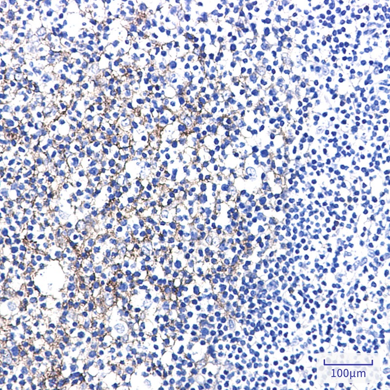 SEMA7A Antibody