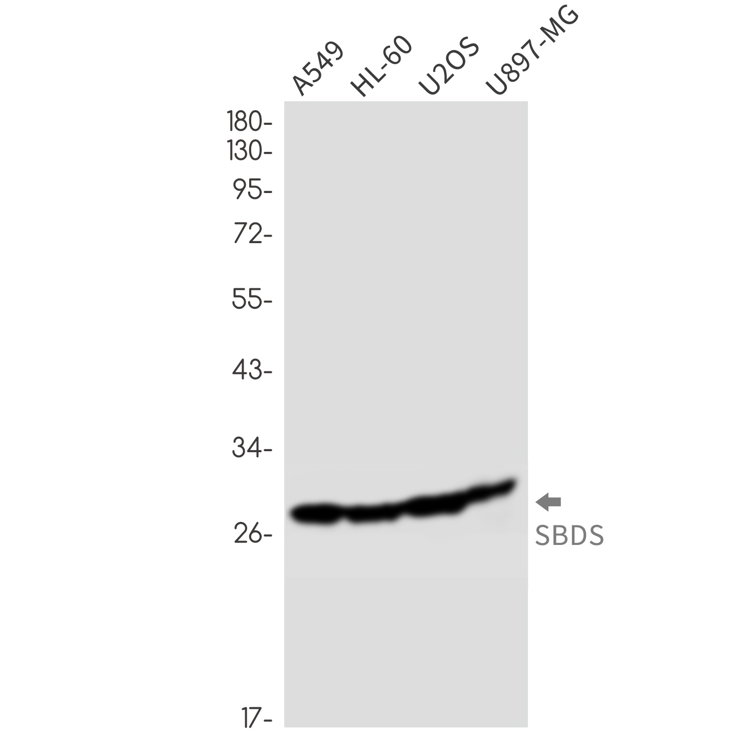 SBDS Antibody