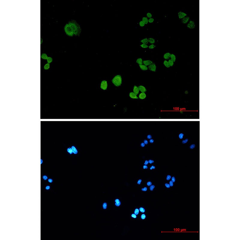 SBDS Antibody