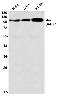 DLG1 Antibody