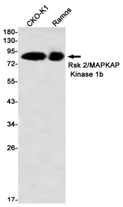 RPS6KA3 Antibody