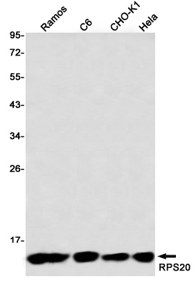 RPS20 Rabbit Monoclonal Antibody