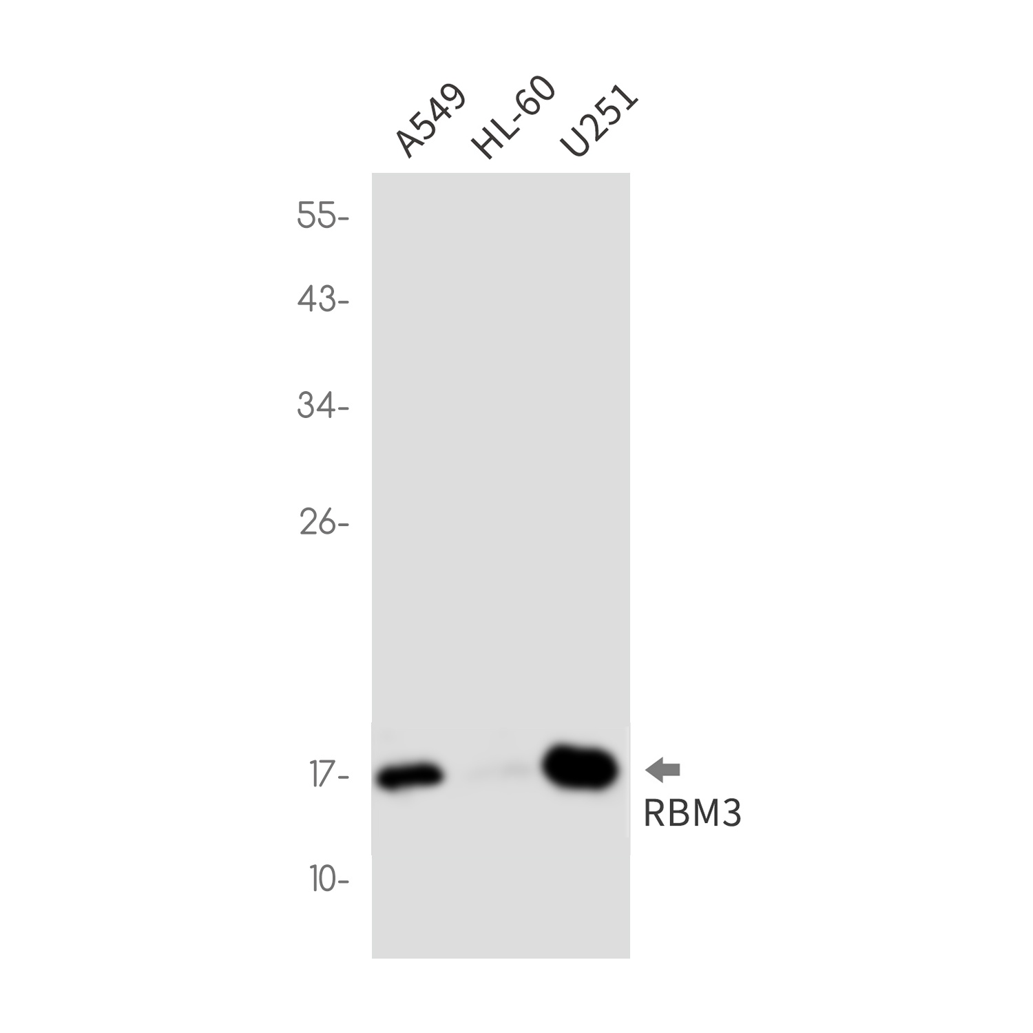 RBM3 Antibody