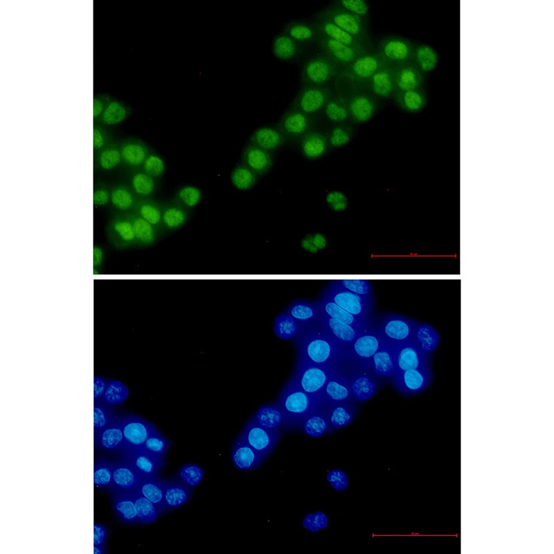 RBM3 Antibody