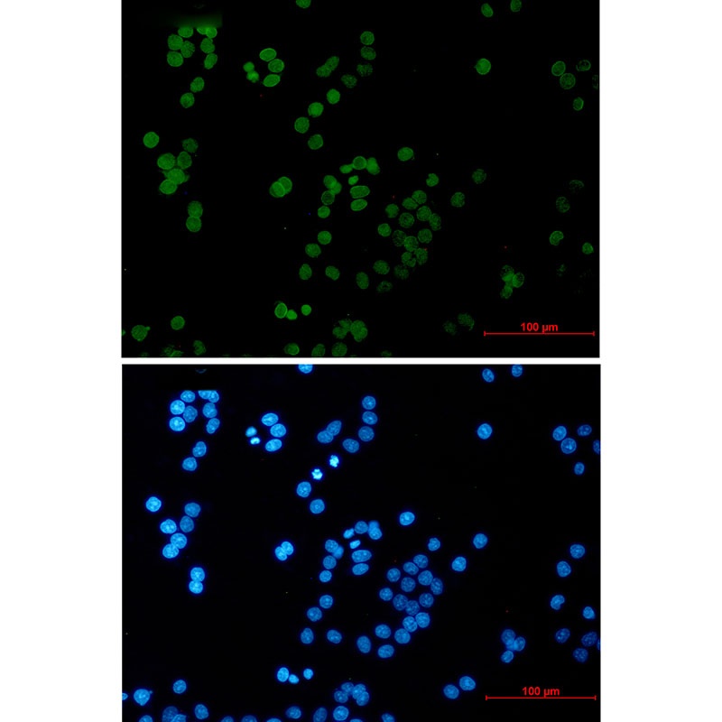 UIMC1 Antibody