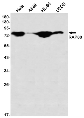 UIMC1 Antibody