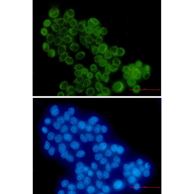 RANGAP1 Antibody