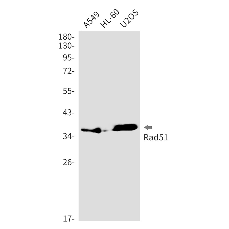 RAD51 Antibody