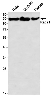 RAD21 Antibody