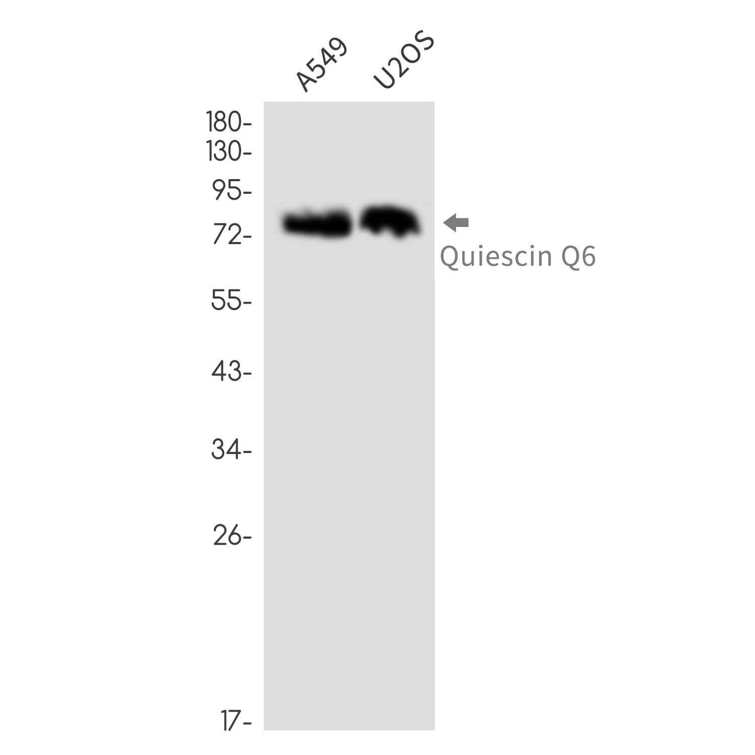 QSOX1 Antibody