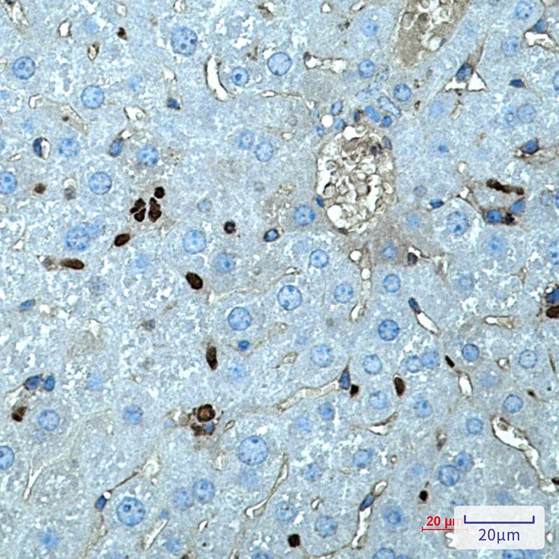 Spi1 Antibody
