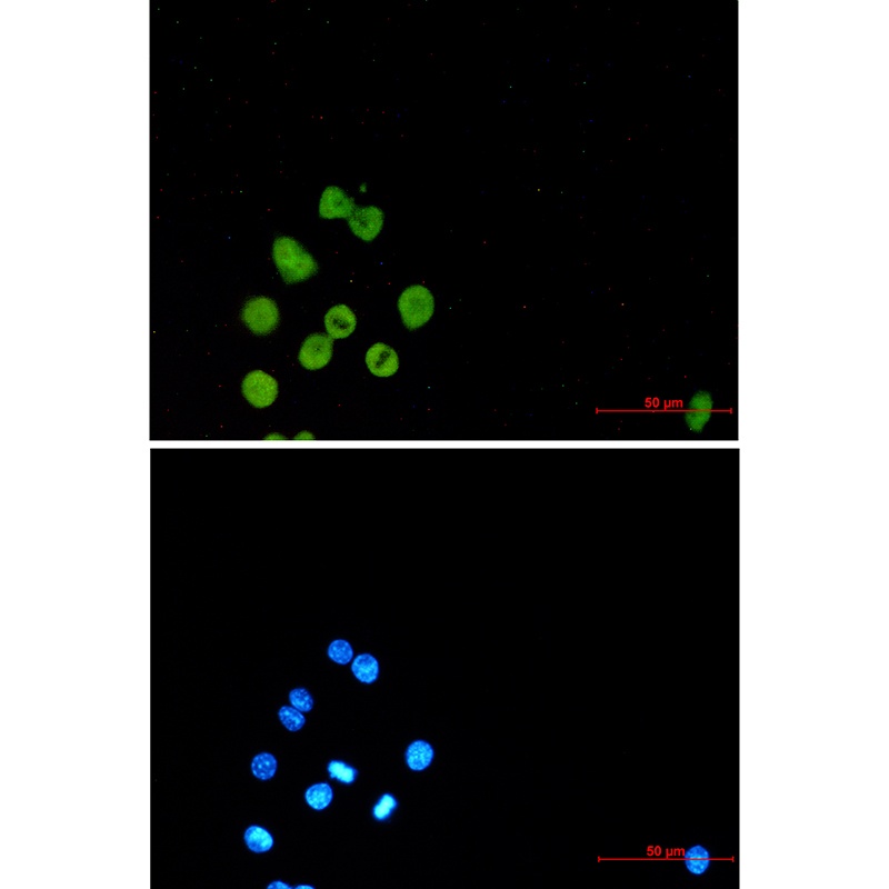 Spi1 Antibody