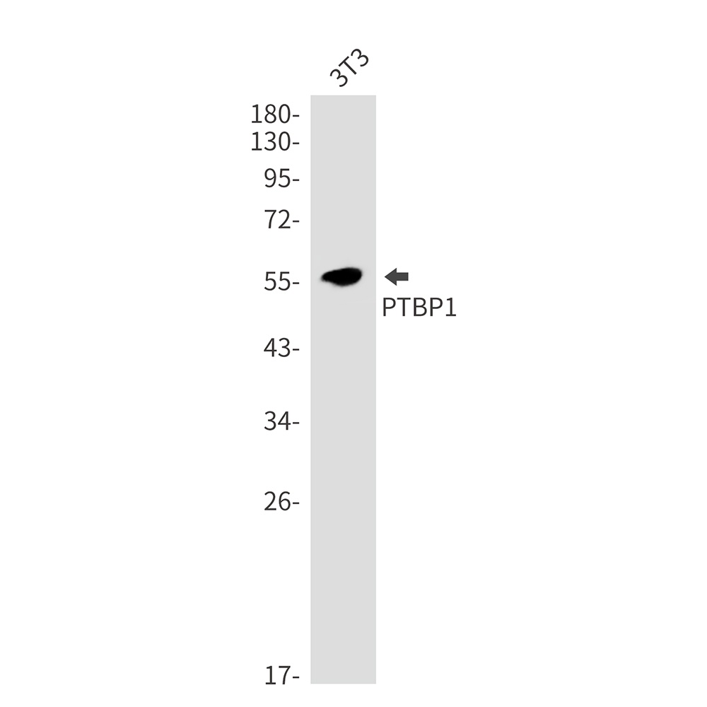 PTBP1 Antibody
