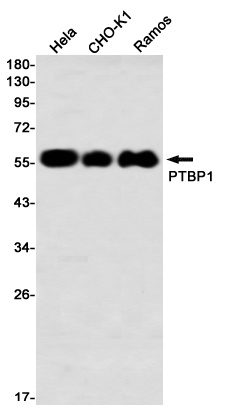 PTBP1 Antibody