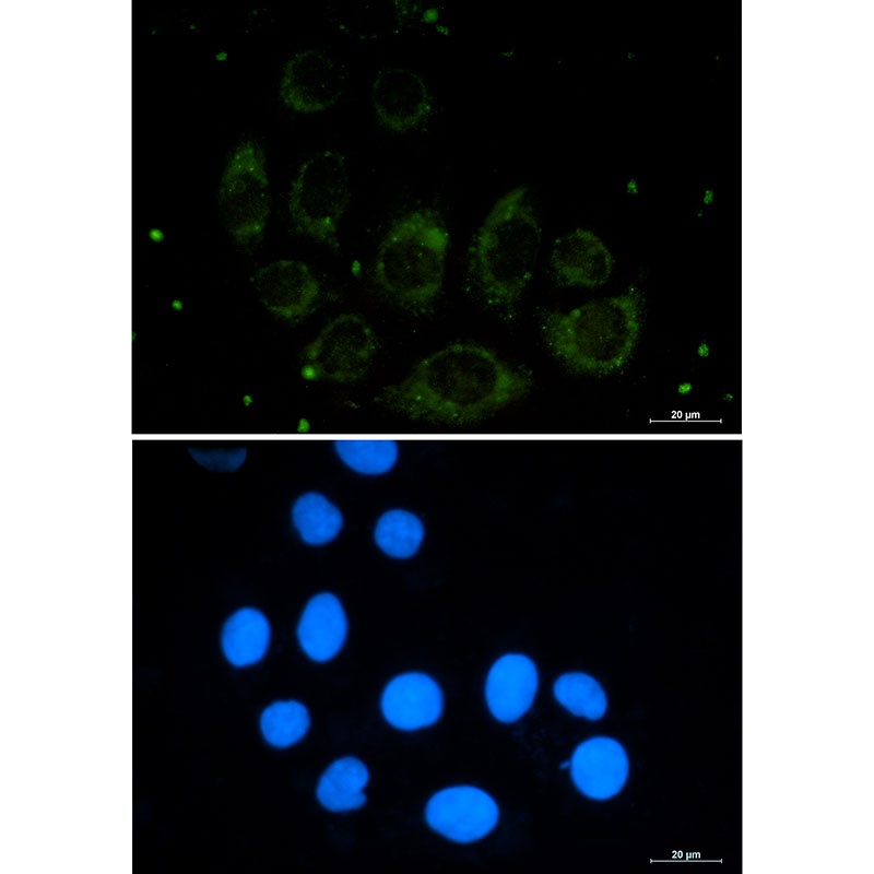 CUX1 Antibody
