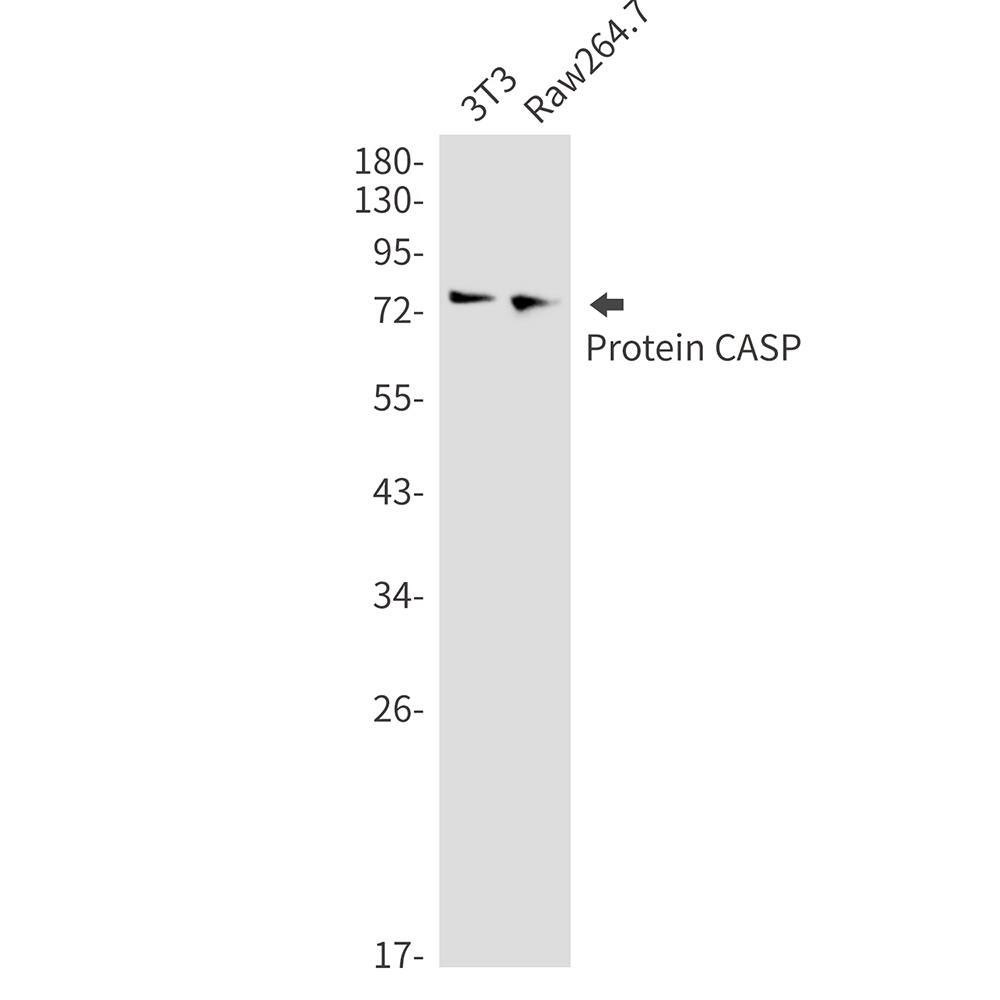 CUX1 Antibody