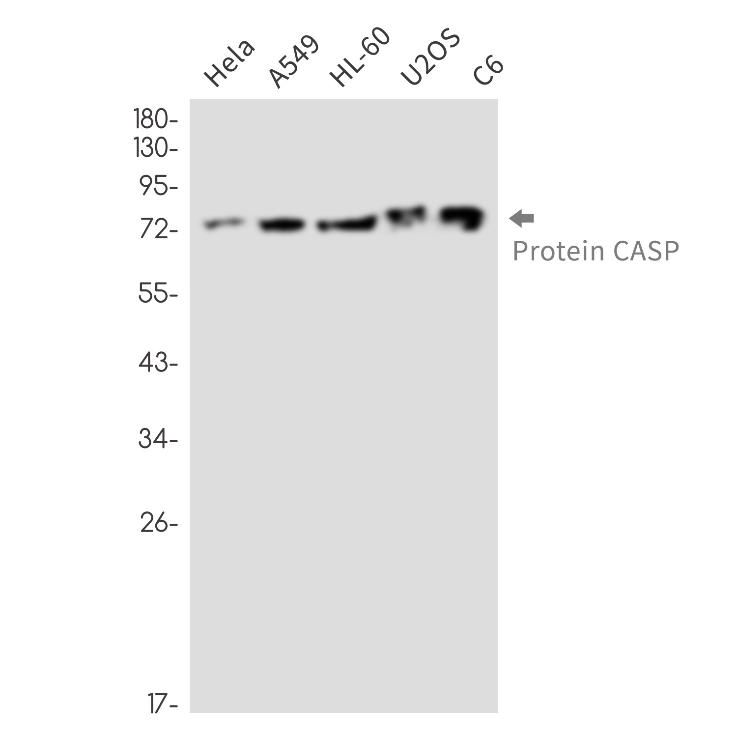 CUX1 Antibody