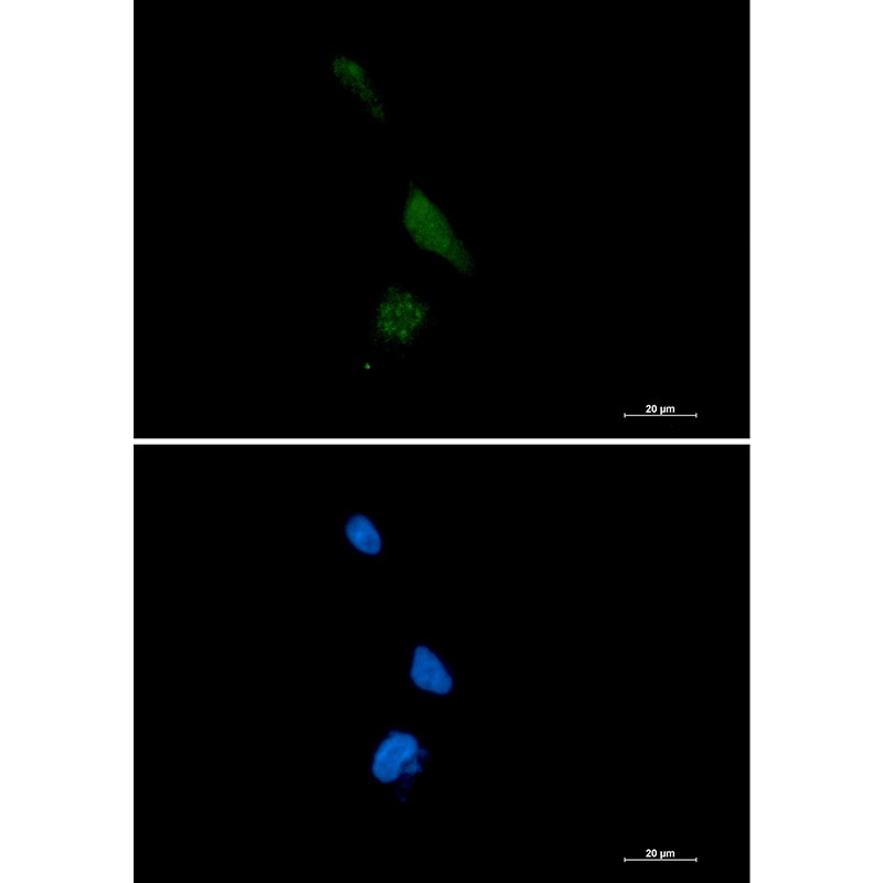 PREPL Antibody