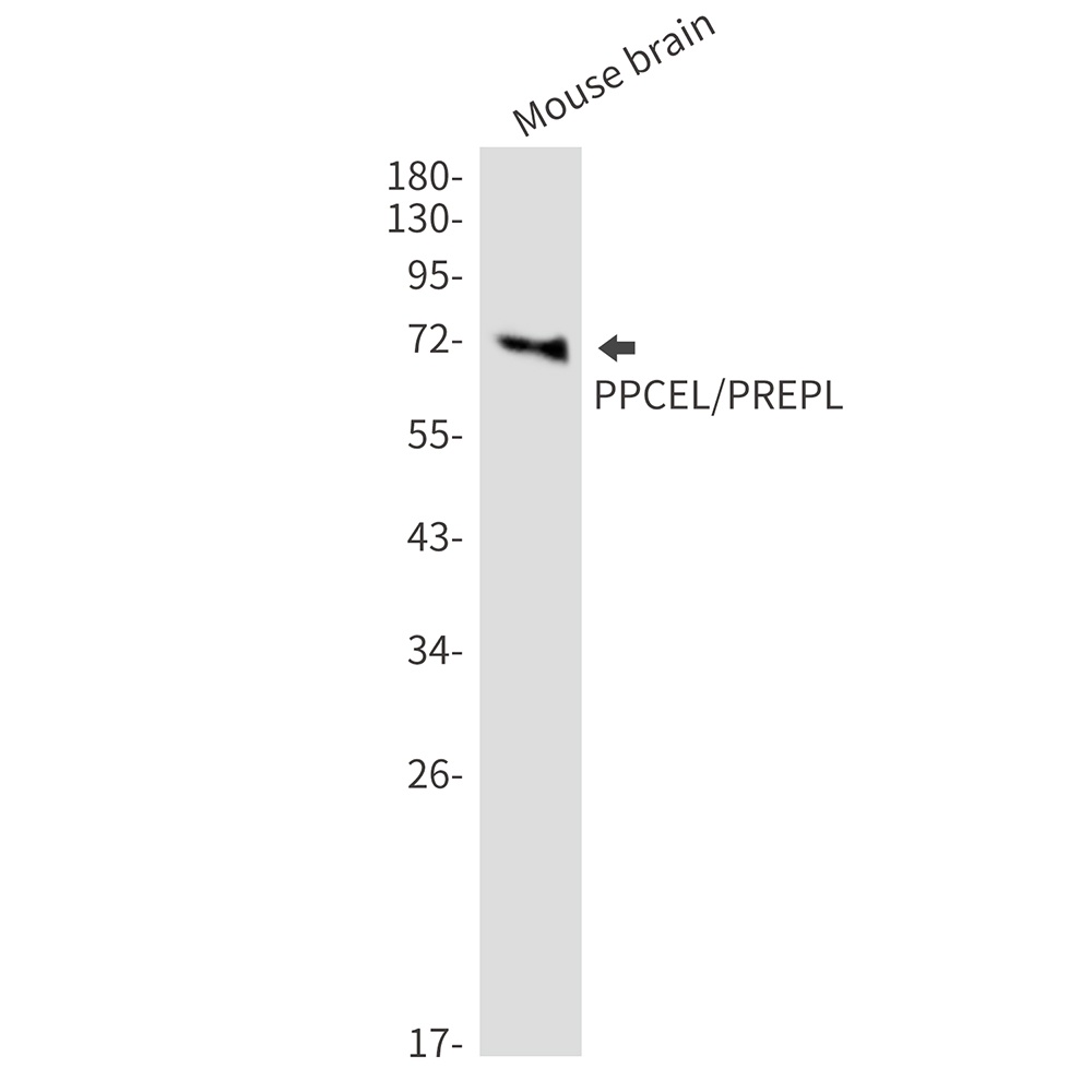 PREPL Antibody