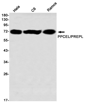 PREPL Antibody