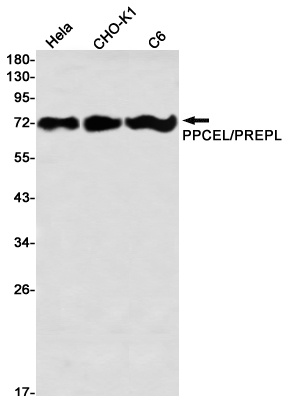 PREPL Antibody