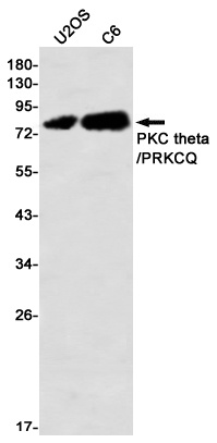 PKC theta Rabbit Monoclonal Antibody