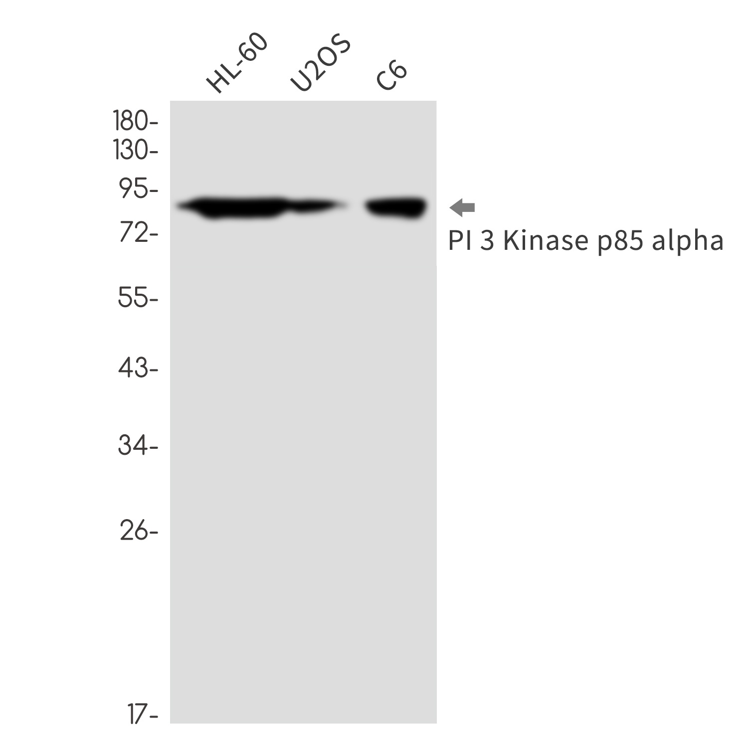 PIK3R1 Antibody