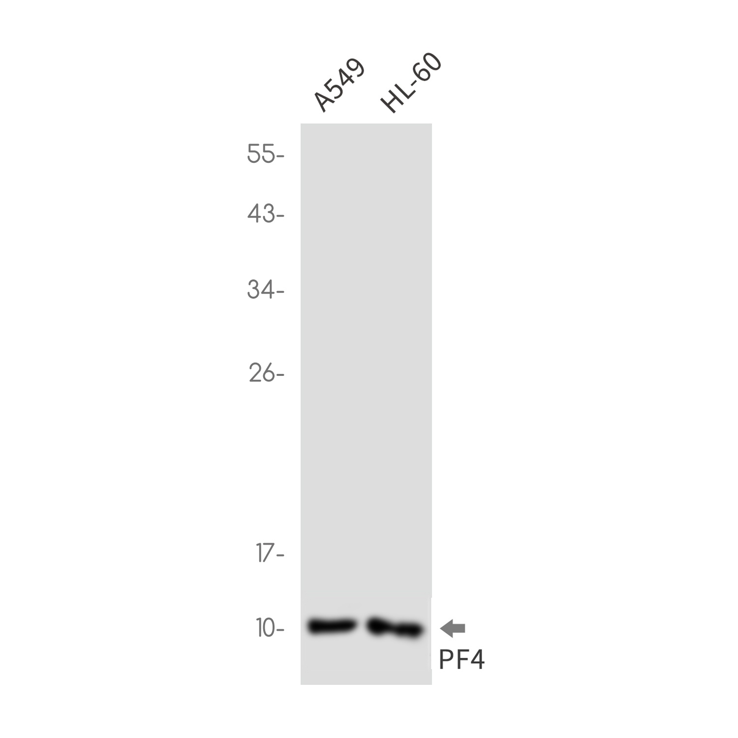 PF4 Antibody