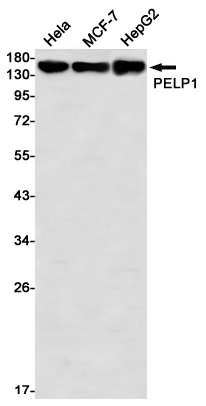 PELP1 Rabbit mAb