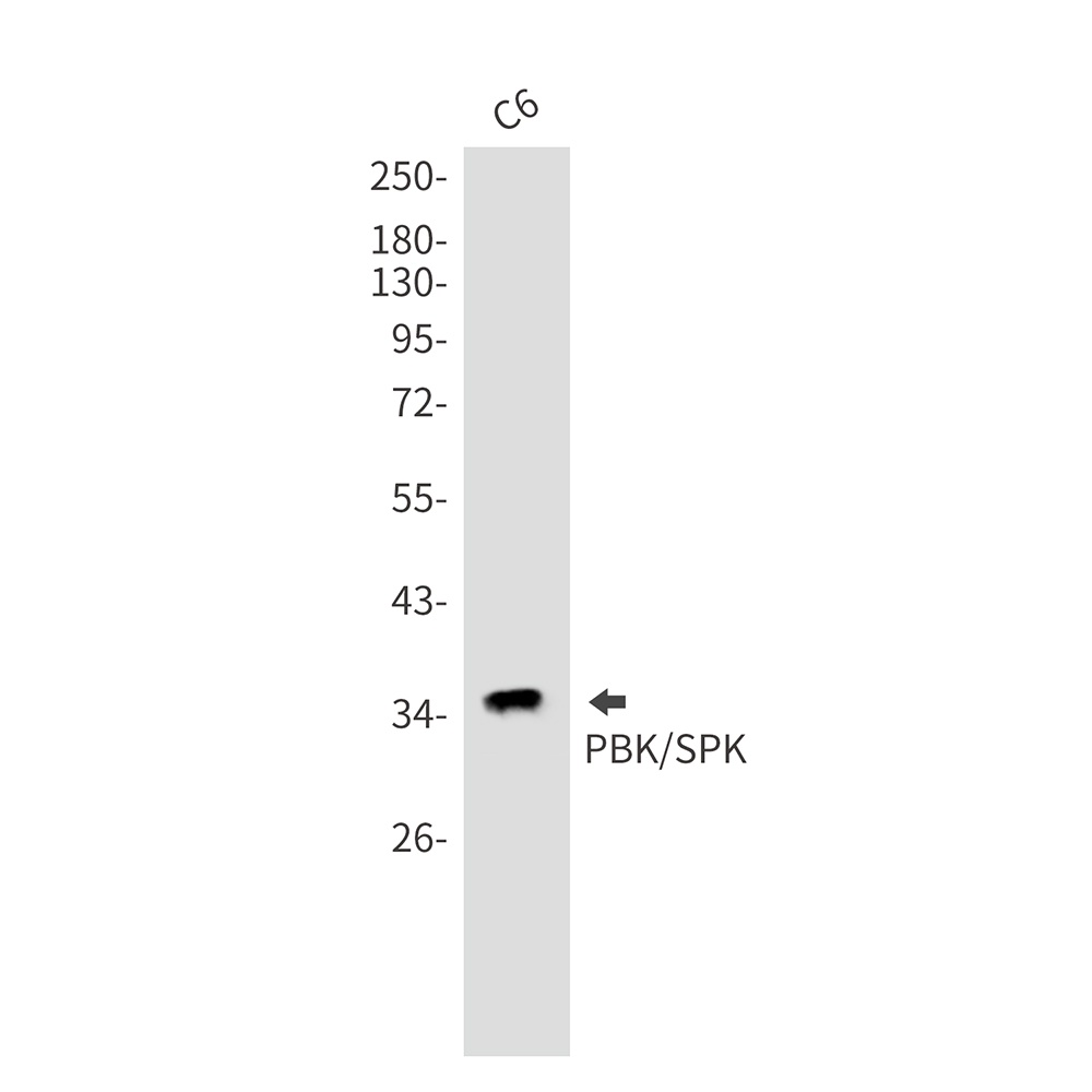 PBK Antibody