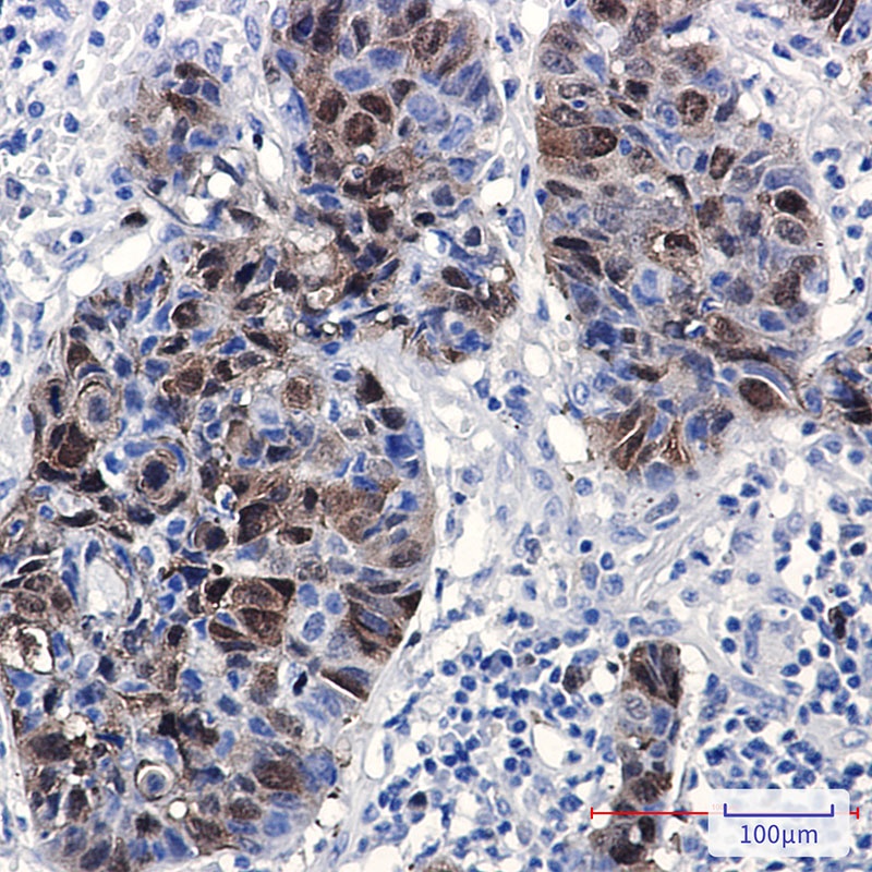 PBK Antibody