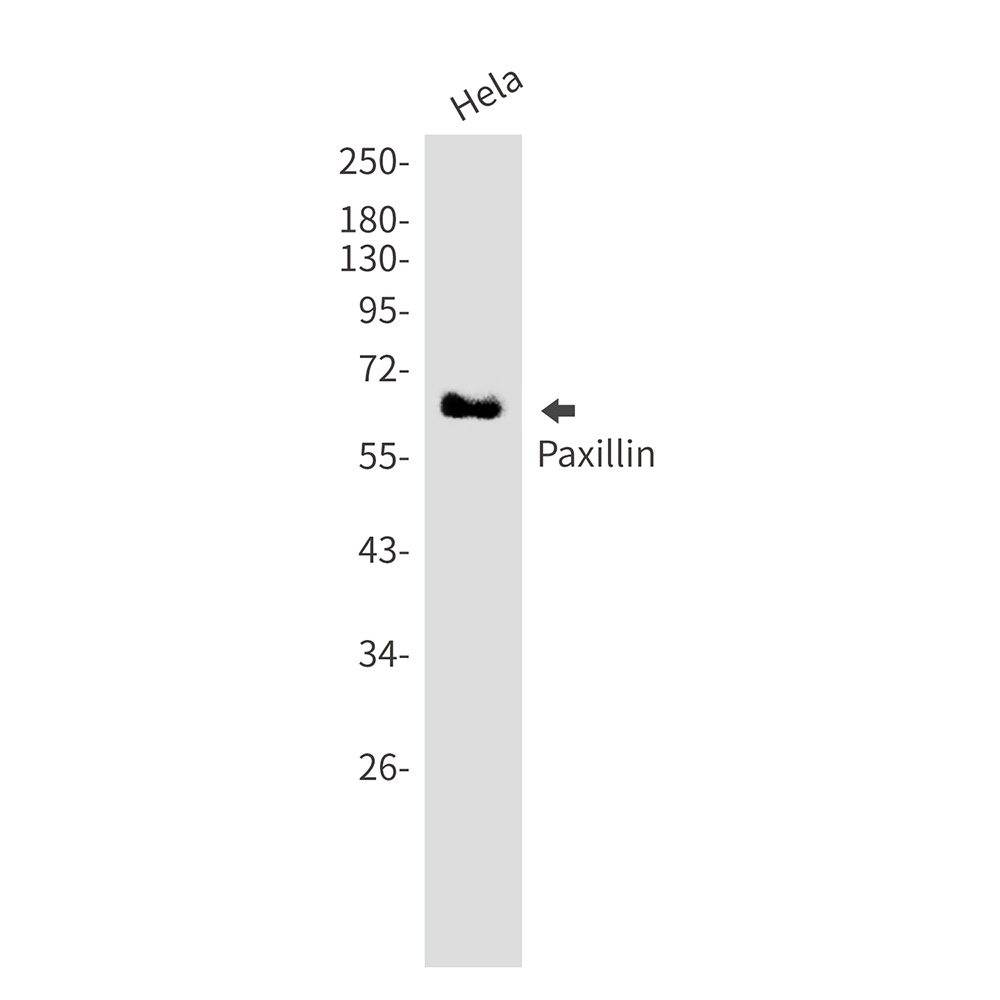 PXN Antibody