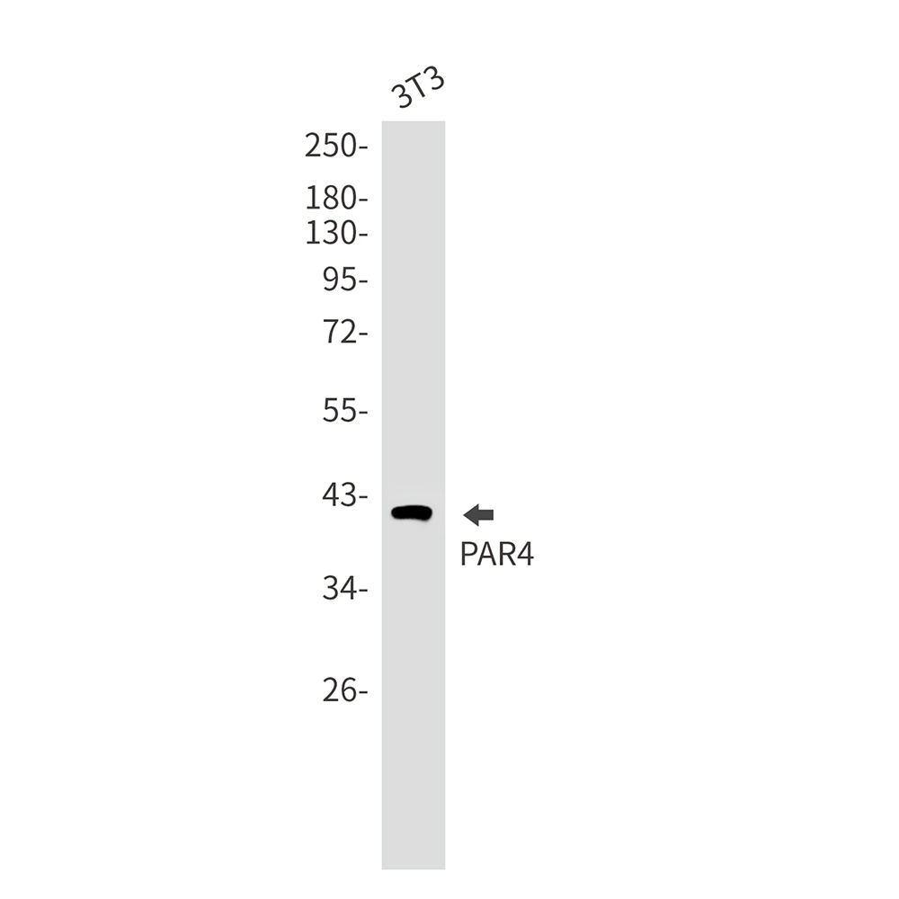 [KO] PAR4 Rabbit mAb