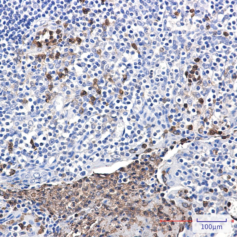 NCF4 Rabbit mAb