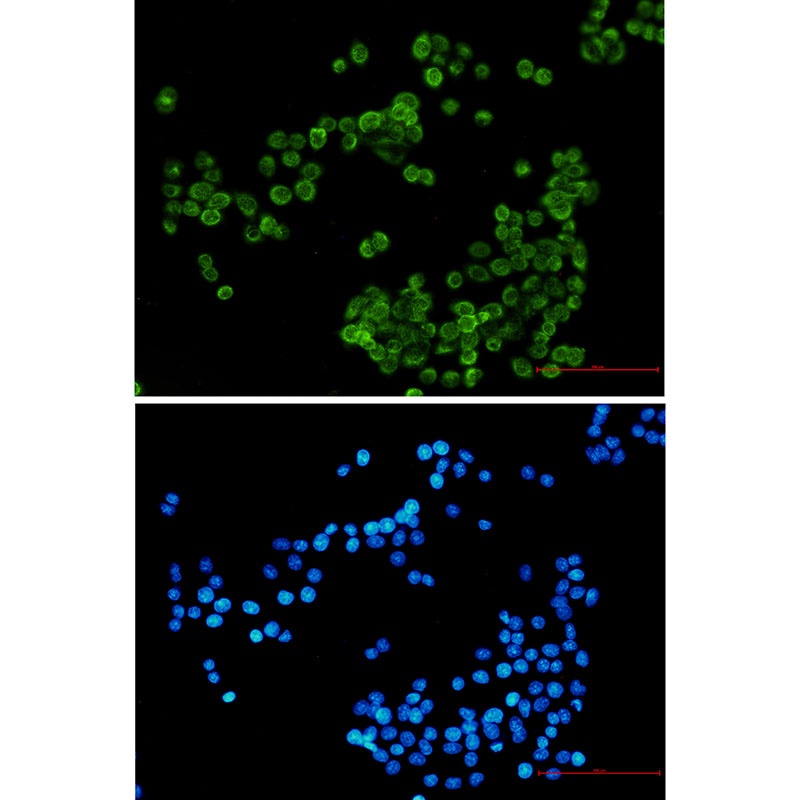 NCF4 Antibody