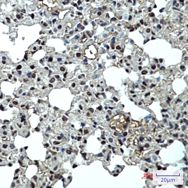 Cdkn1B Antibody