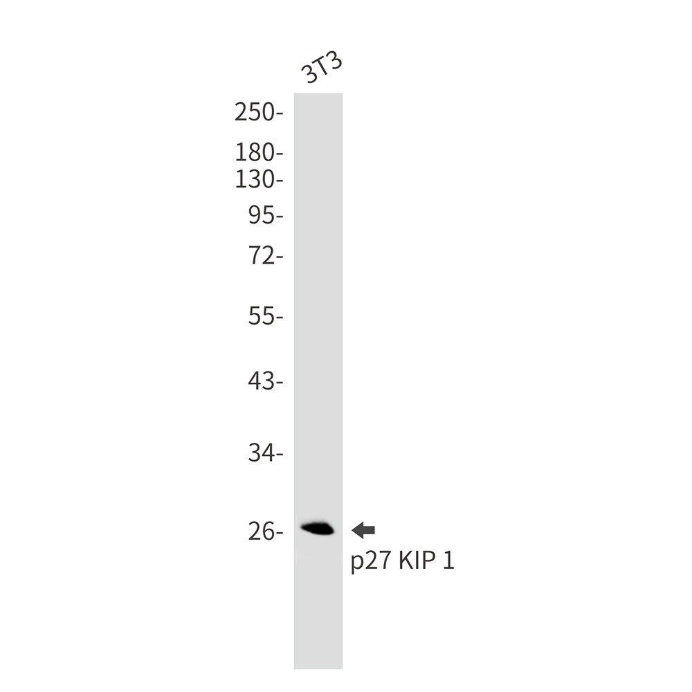 Cdkn1B Antibody