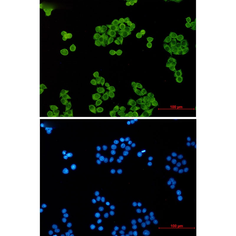 p23 Rabbit mAb