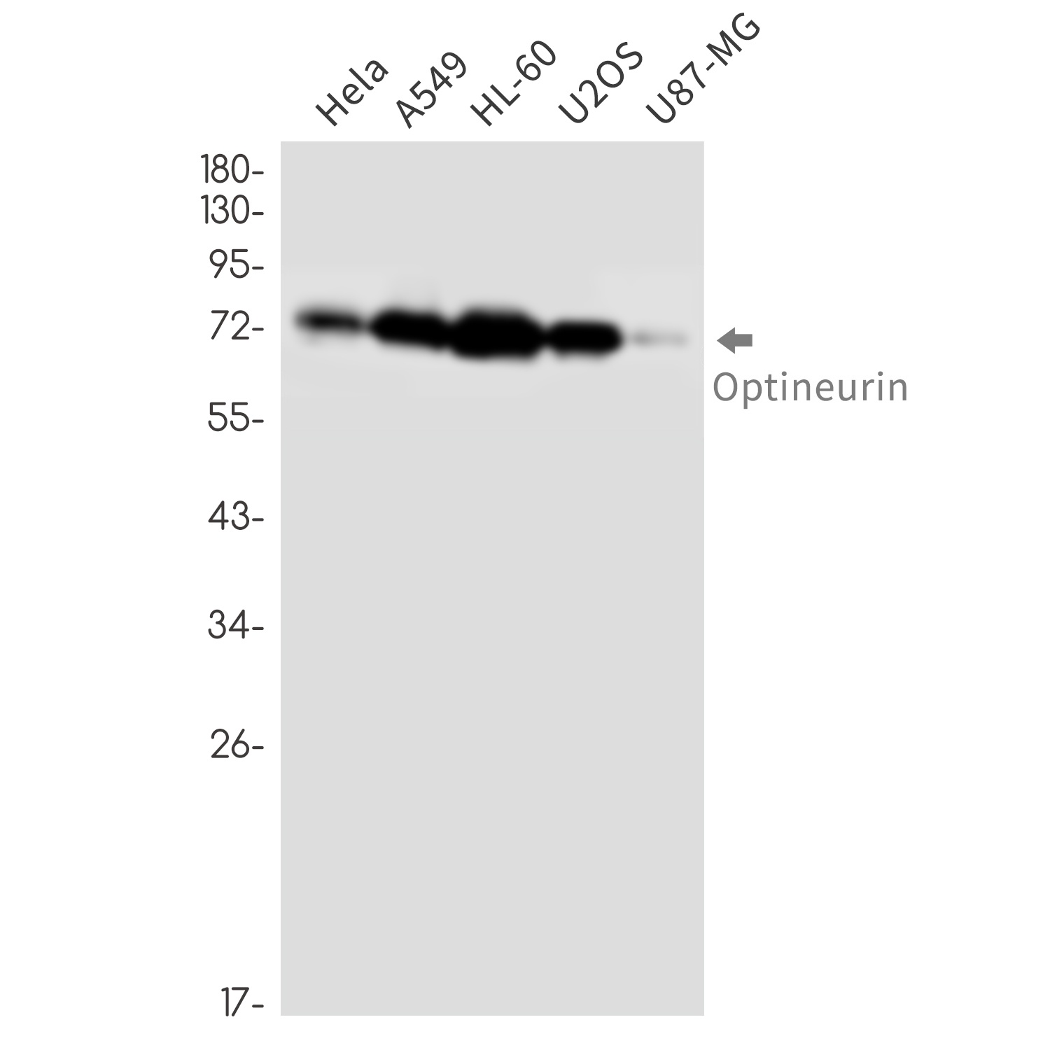 OPTN Antibody