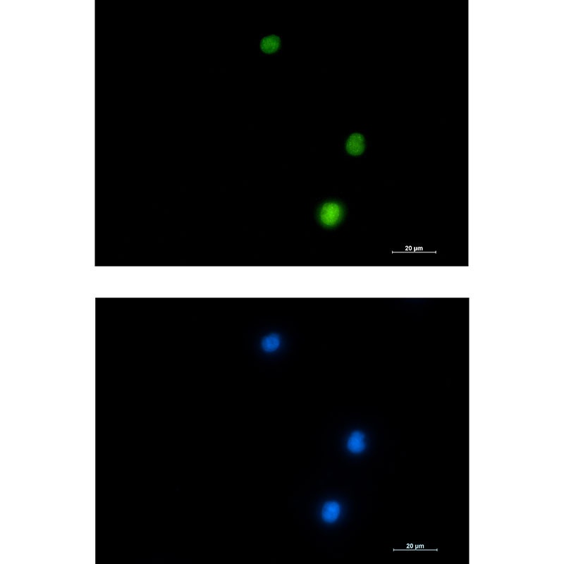 NUP50 Antibody