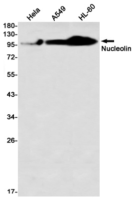 NCL Antibody