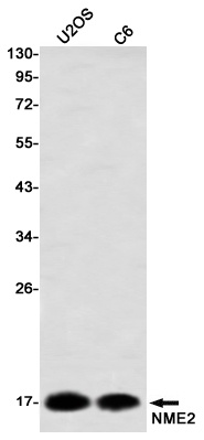 NME2 Antibody