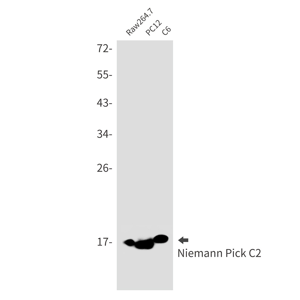 Niemann Pick C2 Rabbit mAb