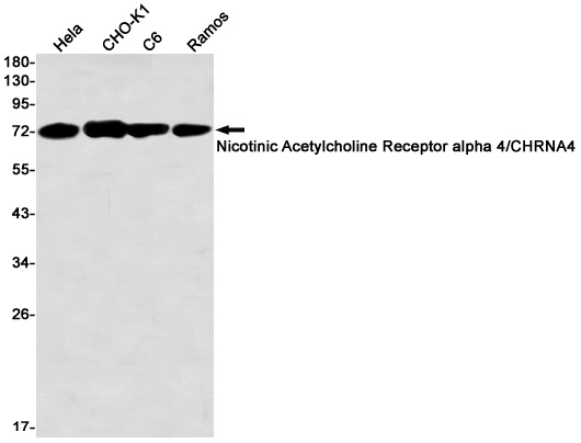 CHRNA4 Antibody