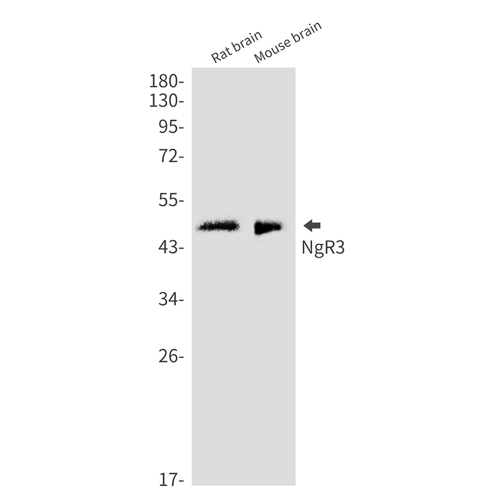 RTN4RL1 Antibody