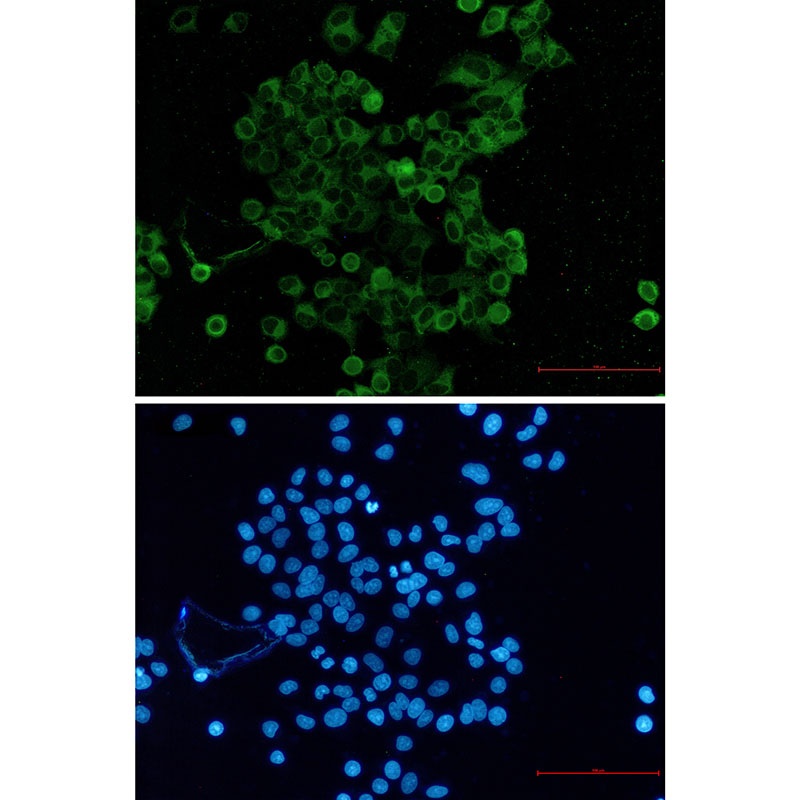 NECTIN2 Antibody