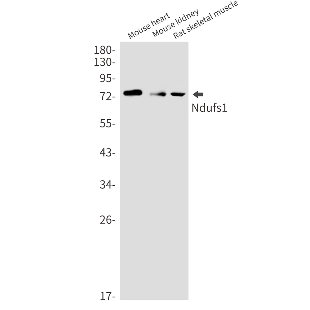 NDUFS1 Antibody